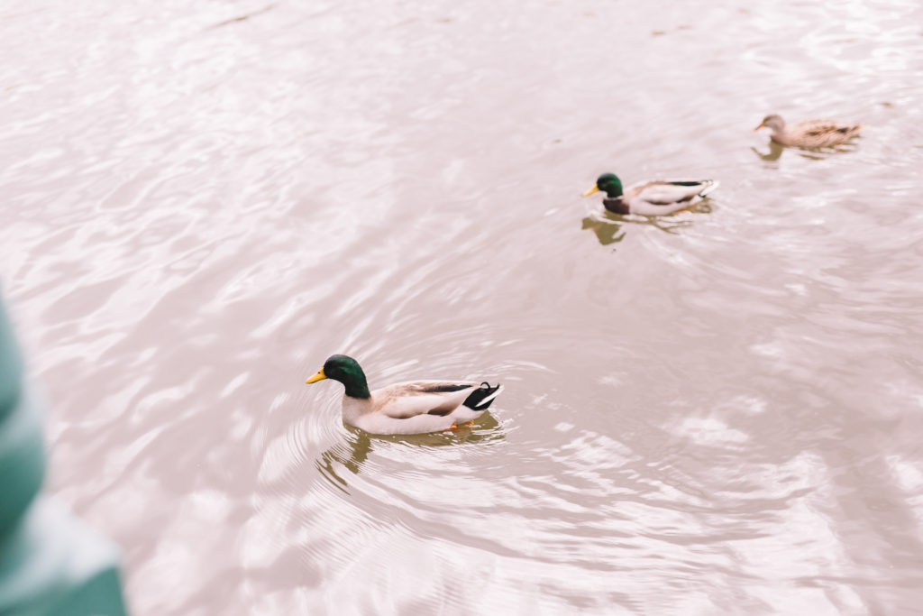 Ducks swimming in Mill Pond